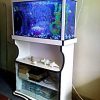 Cabinet Aquariums